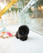 NOIR - MALE (PURCHASED by ARTEM)