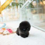 NOIR - MALE (PURCHASED by ARTEM)