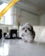 OREO - MALE (PURCHASED by DARIUS) - Image 3