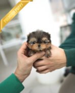 CHLOE - FEMALE (PURCHASED by QUEENIE) - Image 2