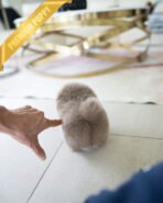 CHIP - MALE (PURCHASED by SOFIIA) - Image 6