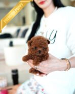 AGATHA - FEMALE (PURCHASED by DILL)