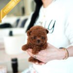 AGATHA - FEMALE (PURCHASED by DILL)