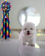 ABBY - FEMALE (PURCHASED by WANG)