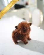 LUNA - FEMALE (PURCHASED by VANESA) - Image 3