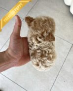 EWAN - MALE (PURCHASED by SHALMOR) - Image 7