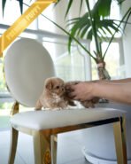 CAMILLE & OWEN - FEMALE & MALE (PURCHASED by ELVIRA) - Image 5