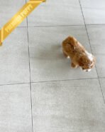 BAMBI - MALE (PURCHASED by RICHARD) - Image 5