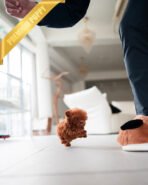 FELIX - MALE (PURCHASED by AHMAD) - Image 4