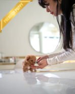 BISCUIT - MALE (PURCHASED by DUNG) - Image 4