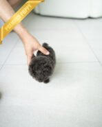 NALA - FEMALE (PURCHASED by LIN) - Image 5