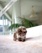 GIZMO - MALE (PURCHASED by GRIGOREVA) - Image 3