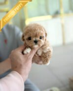 BISCUIT - MALE (PURCHASED by WILLIAM) - Image 3