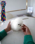 DOLCE - FEMALE (PURCHASED by ALEX) - Image 4