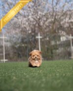 ROSE - FEMALE (PURCHASED by OZSHA) - Image 6