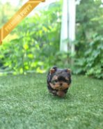 STELLA - FEMALE (PURCHASED by ANT) - Image 4