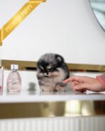 THEO - MALE (PURCHASED by MARIANO) - Image 2