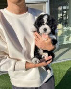 APOLLO - MALE (PURCHASED by PATRICK)