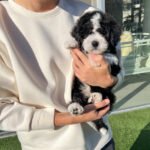 APOLLO - MALE (PURCHASED by PATRICK)