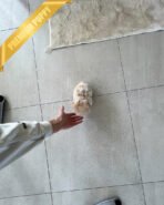 ZOEY - FEMALE (PURCHASED by LISA) - Image 6