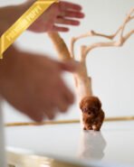 TORY - MALE (PURCHASED by MARIA) - Image 2