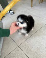 OSCAR - MALE (PURCHASED by HASAN) - Image 3