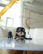 ROVER - MALE (PURCHASED by ITZIA) - Image 3