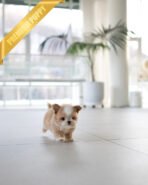 OWEN - MALE (PURCHASED by JENNIFER) - Image 4