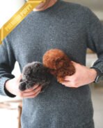 COCO - FEMALE (PURCHASED by CHO) - Image 5