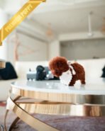 DAPHNE  - FEMALE (PURCHASED by KARLA) - Image 6