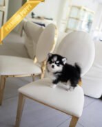 KODA - MALE (PURCHASED by SACHI) - Image 5