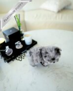 MELINA - FEMALE (PURCHASED by BRYAN) - Image 8