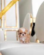 FIDO - MALE (PURCHASED by DUYGU)