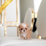 FIDO - MALE (PURCHASED by DUYGU)