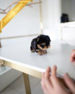 GIZMO - MALE (PURCHASED by JUAN) - Image 6