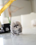 DORAEMON - MALE (PURCHASED by ANONYMITY) - Image 3