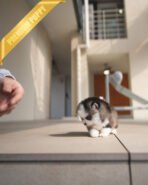 AUTUMN - FEMALE (PURCHASED by ITALIA) - Image 4