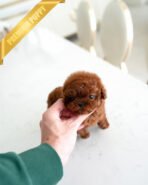 VELVET - FEMALE (PURCHASED by KALEY) - Image 2