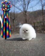 CLOUD - FEMALE (PURCHASED by WESAM)