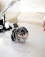 SASHA - FEMALE (PURCHASED by PAUL)