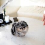 SASHA - FEMALE (PURCHASED by PAUL)