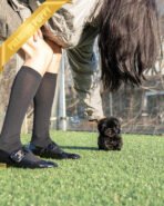 HUGO - MALE (PURCHASED by LOURDES) - Image 3