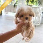 LYRA - FEMALE (PURCHASED by HANA)