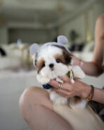 TOBY - MALE (PURCHASED by SWAN)