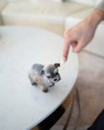 MOLLY - FEMALE (PURCHASED by NOUF) - Image 5