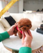 MONTY - MALE (PURCHASED by NICK)