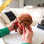 MONTY - MALE (PURCHASED by NICK)