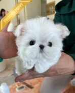 TOBY - MALE (PURCHASED by SIRIRAT)) - Image 2