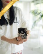 ROCKO - MALE (PURCHASED by VICKIE) - Image 5