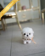 LUNA - FEMALE (PURCHASED by BLANCA) - Image 4